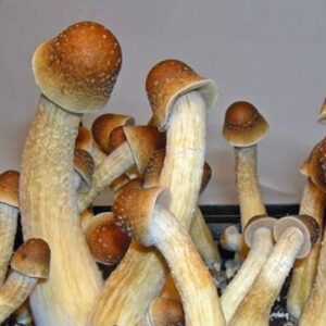 Keeper’s Creepers Spores